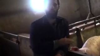 Capture d’écran d’une vidéo tournée illégalement sur un élevage porcin charentais. © DR Capture d’écran d’une vidéo tournée illégalement sur un élevage porcin charentais. © DR